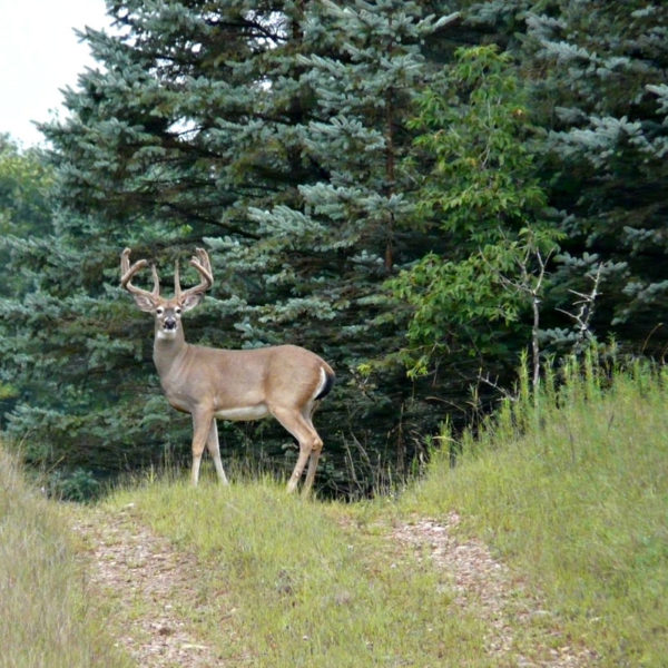 whitetail-hunting-central-wisconsin
