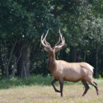 Elk Photos