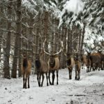 Elk Photos